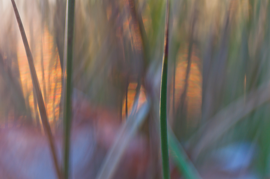 Det gröna gräset därhemma-0153 The green green grass at home