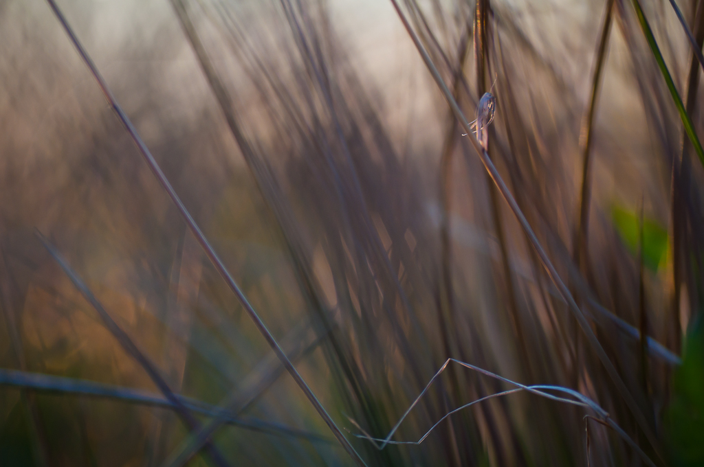 Rörigt-0141 Rörigt