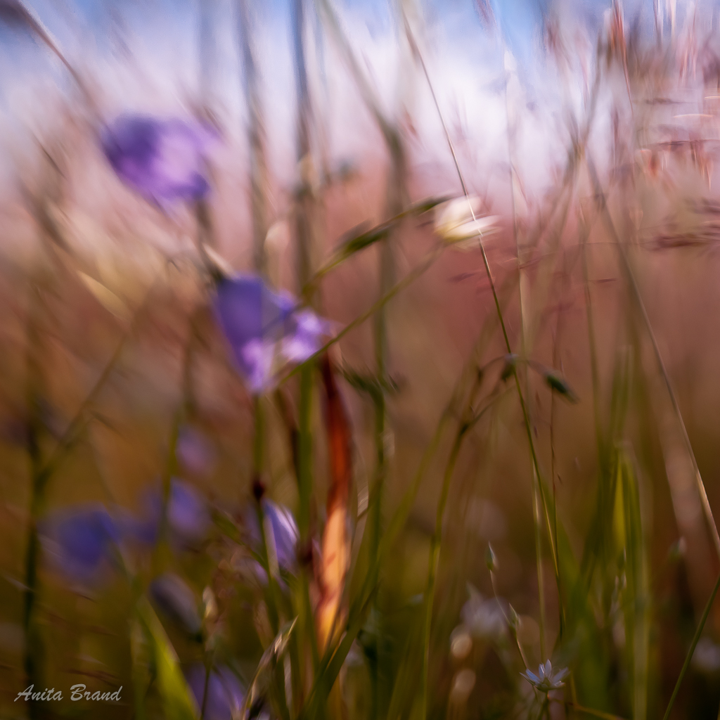 Blomster på Karla Högar-0229