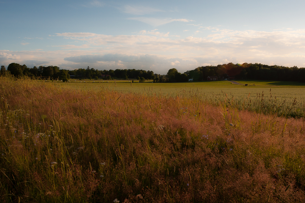 Gräs - lig-0218 Gräs - lig