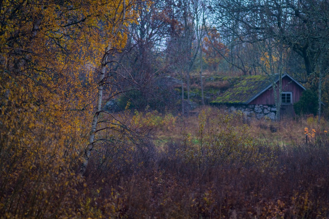 Utsikt från trägården