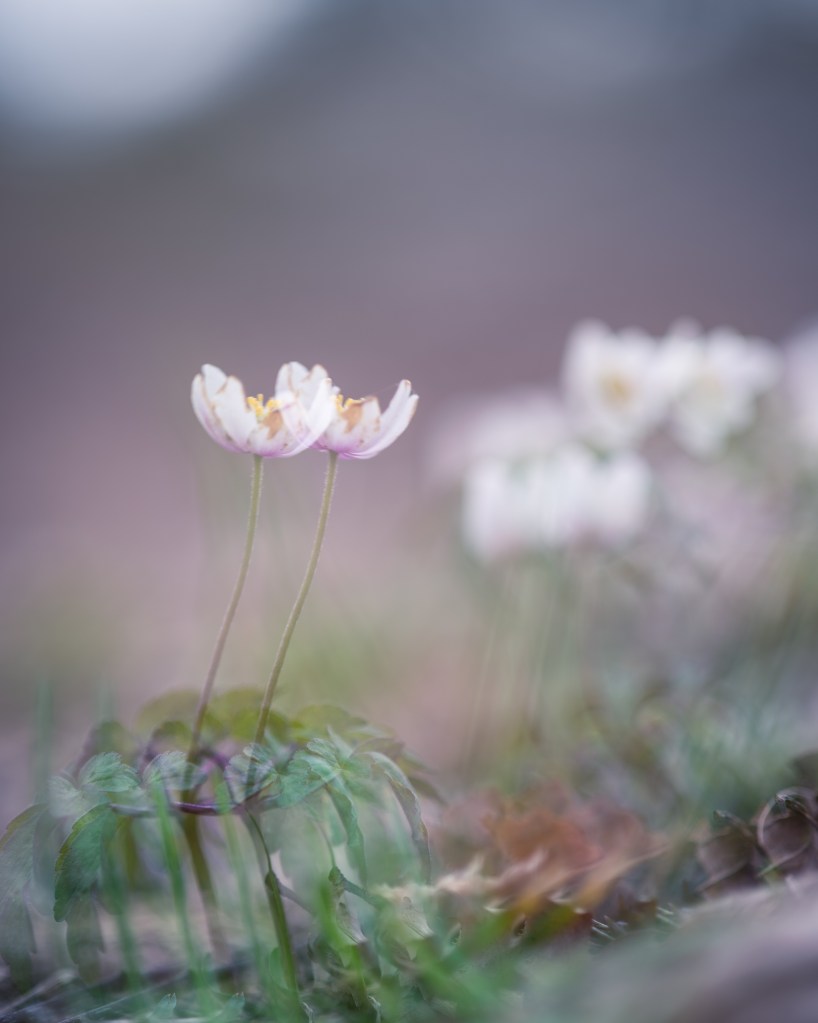 Reaching for the Sun