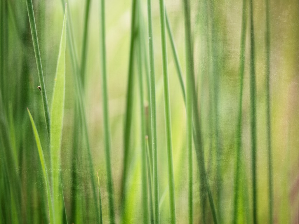 Grass